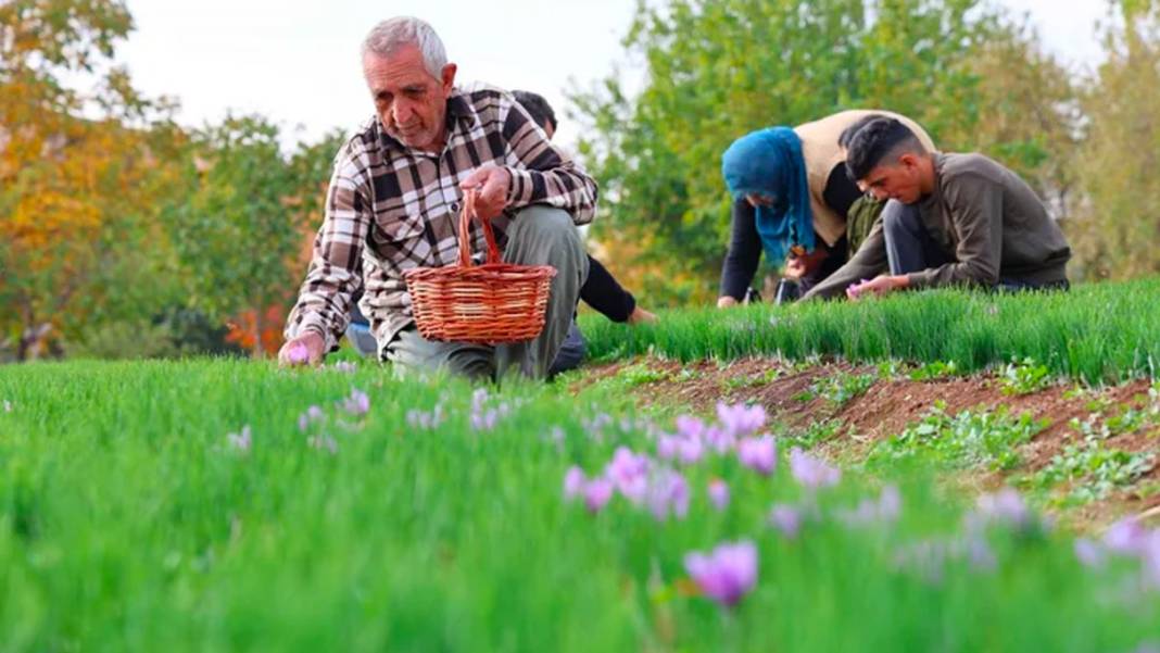 Dünyanın en pahalı baharatı! 3 yıl önce Türkiye'de keşfetti...Kilosunu 200 bin liradan satıyor 7